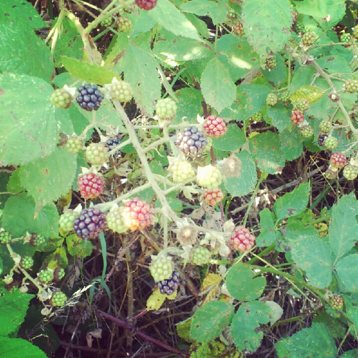 Taking time to go Blackberry picking